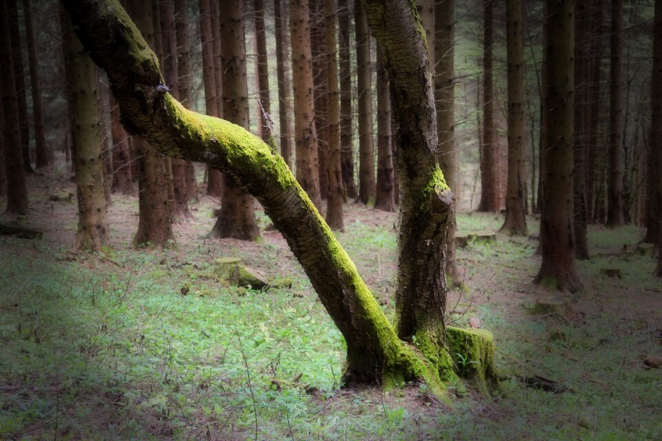 Nature old tree moss
