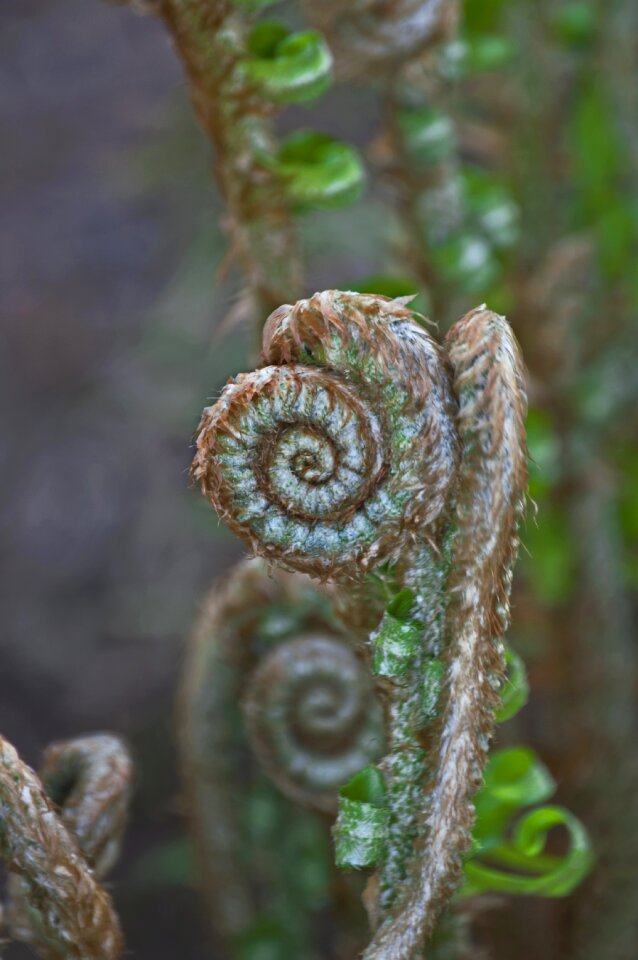 Curl foliage plant