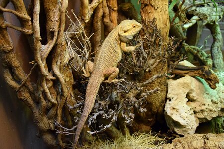 Bearded dragon reptile terrarium photo