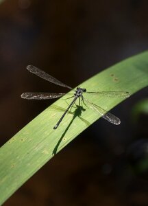 Wings lacy resting photo