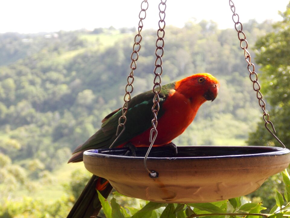 Parrot wildlife