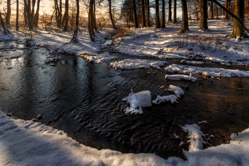 Forest sunset abendstimmung