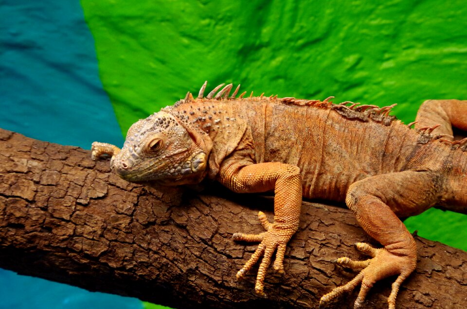 Lizard zoo monitor