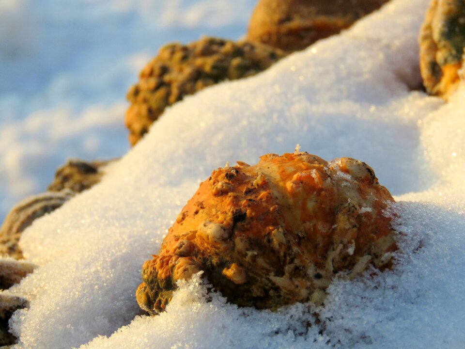 Frost morning cold