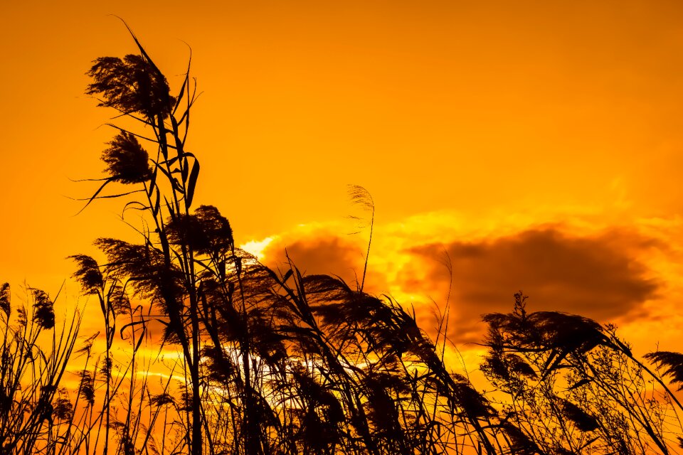 Nature evening golden