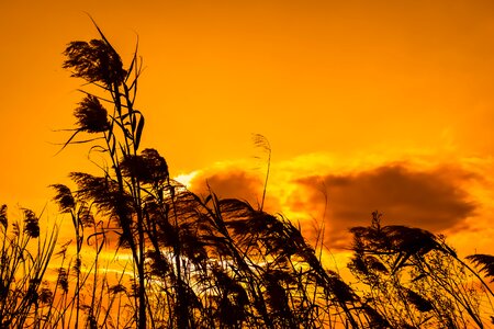 Nature evening golden