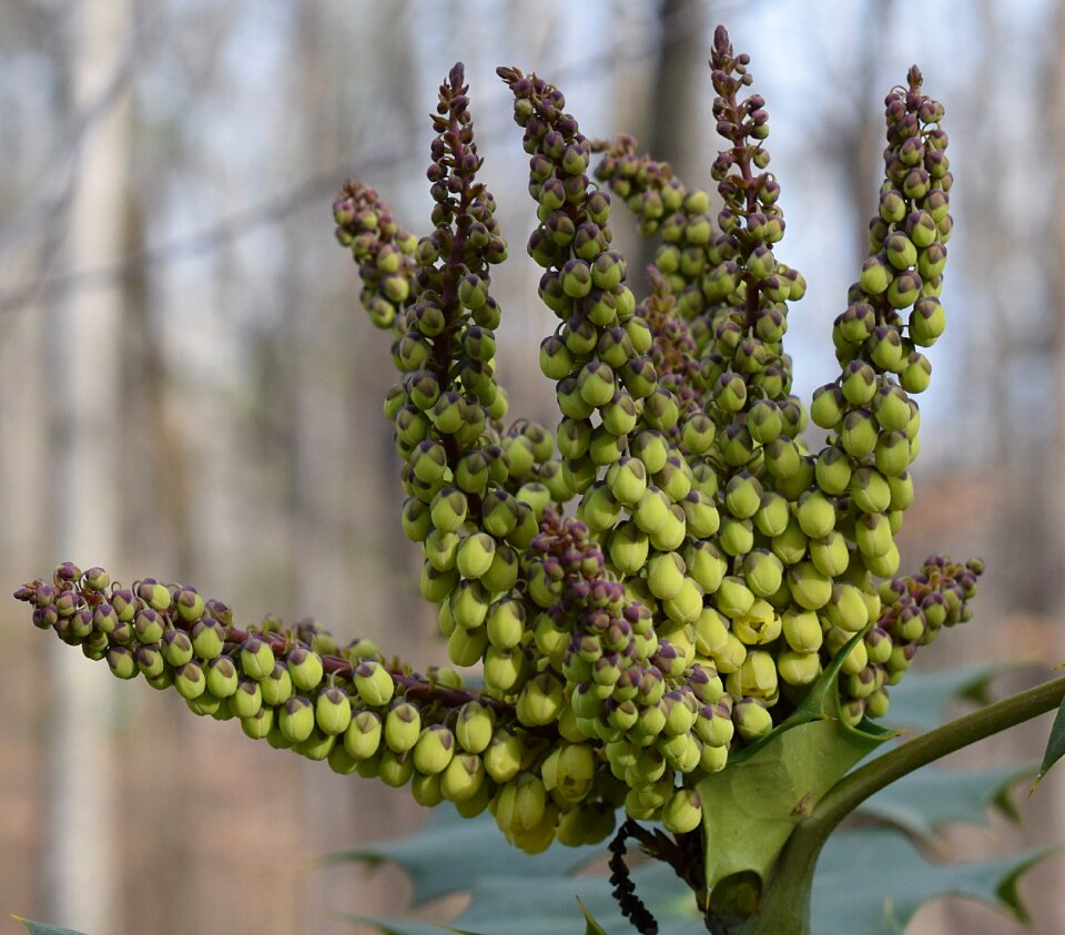 January shrub ornamental