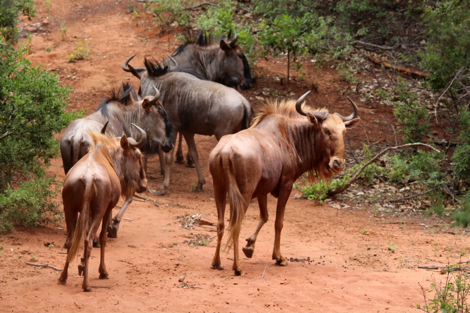 Africa wild wildlife