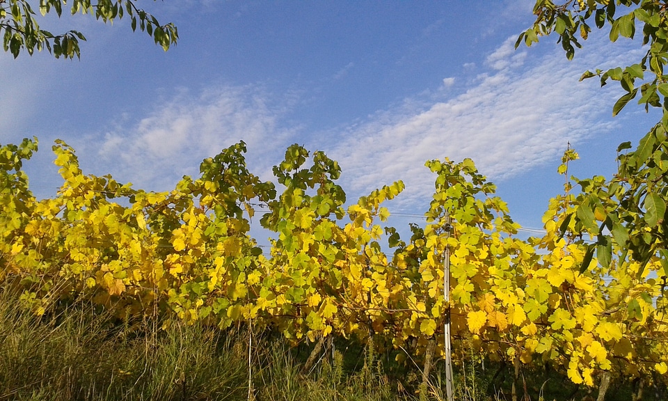 Osthofen vines autumn