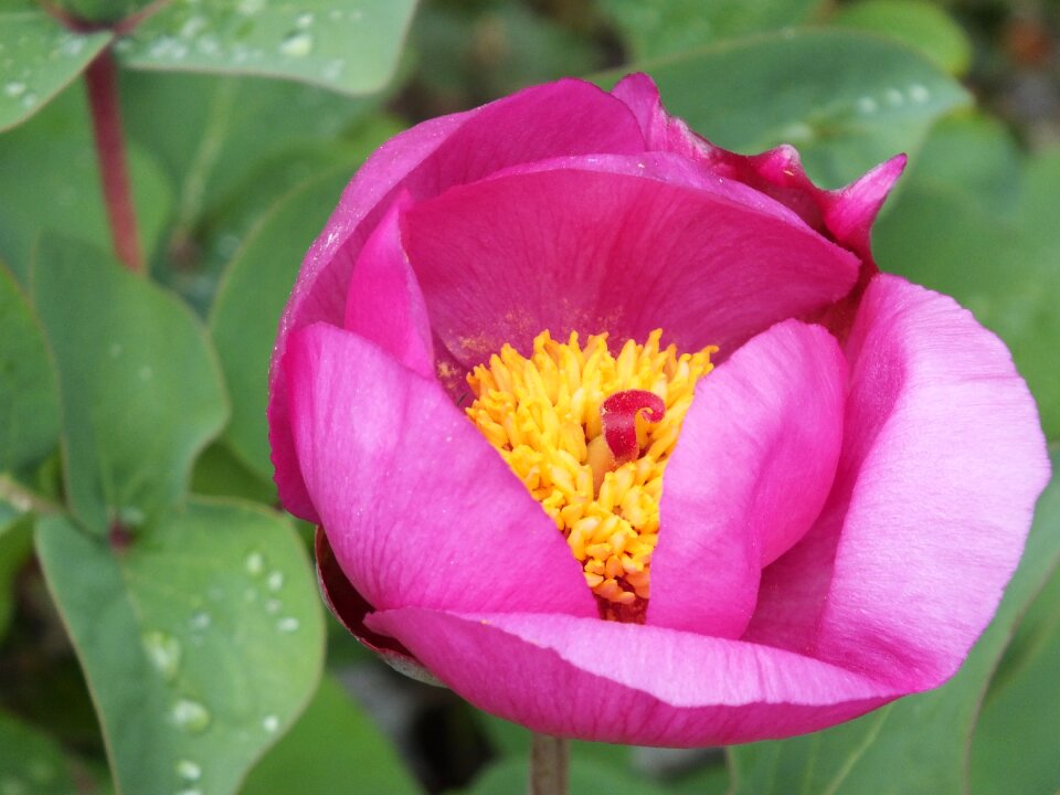 Pink flower plant nature