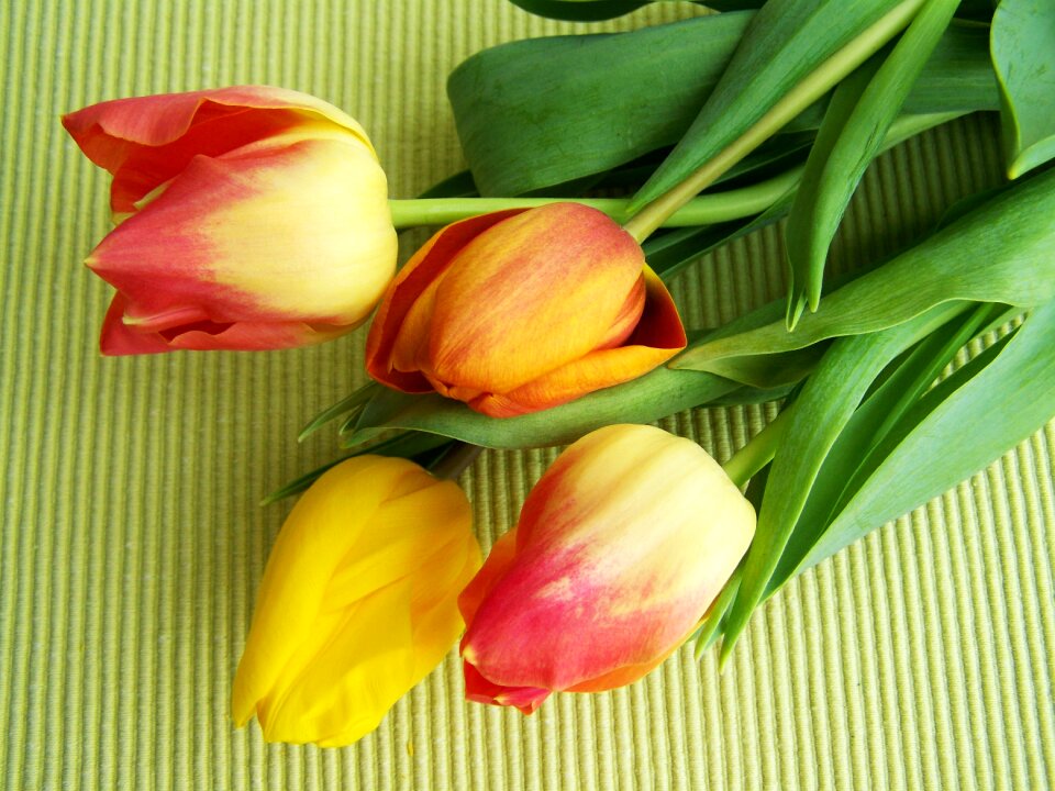 Tulip bouquet colorful tulips cut flower