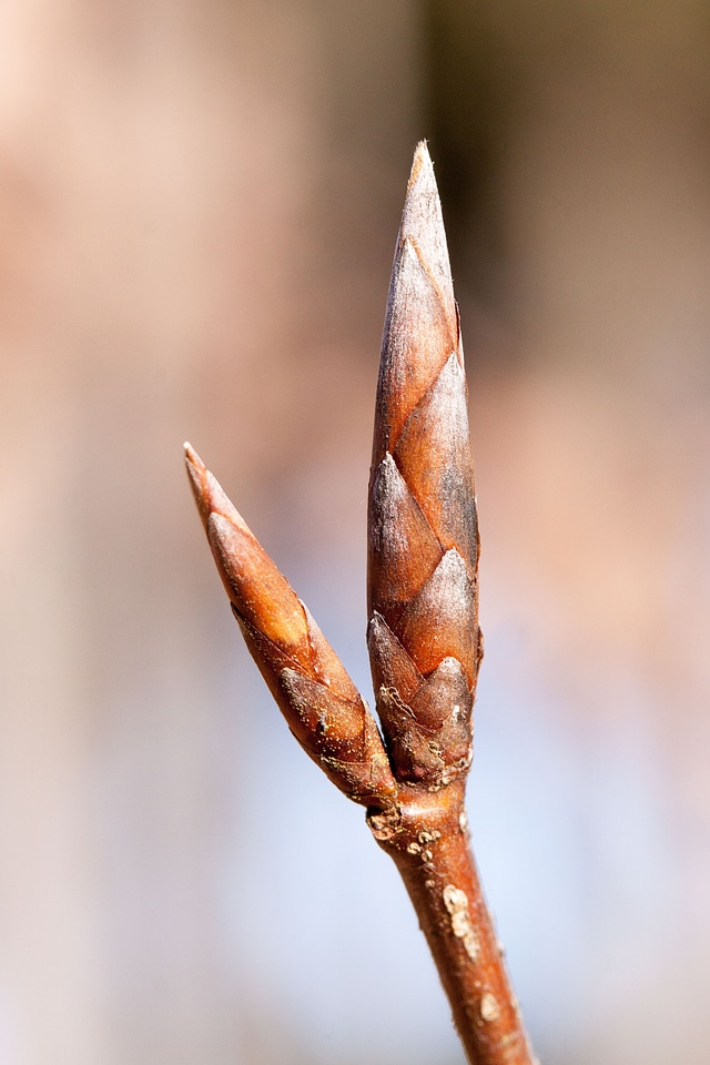Beech fagus sylvatica tree