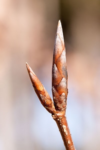 Beech fagus sylvatica tree photo