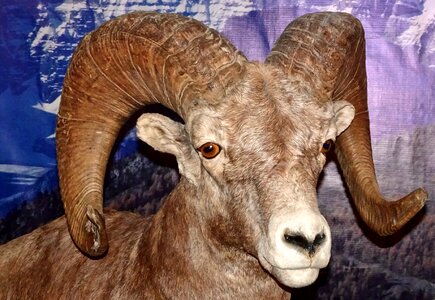 Wildlife natural horn