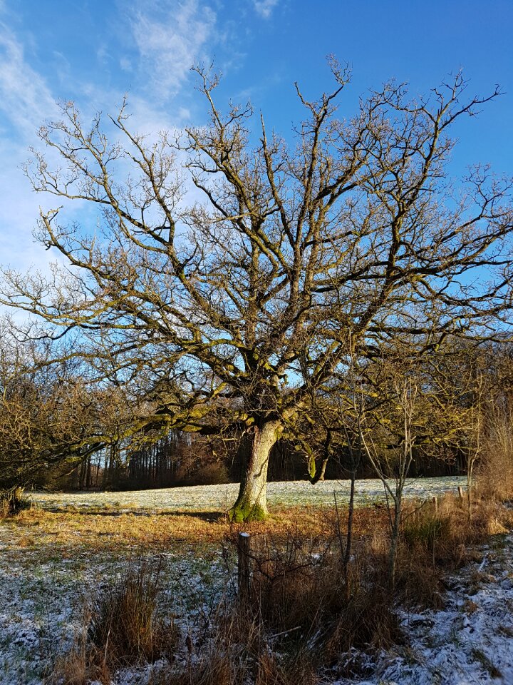 Winter denmark forest photo