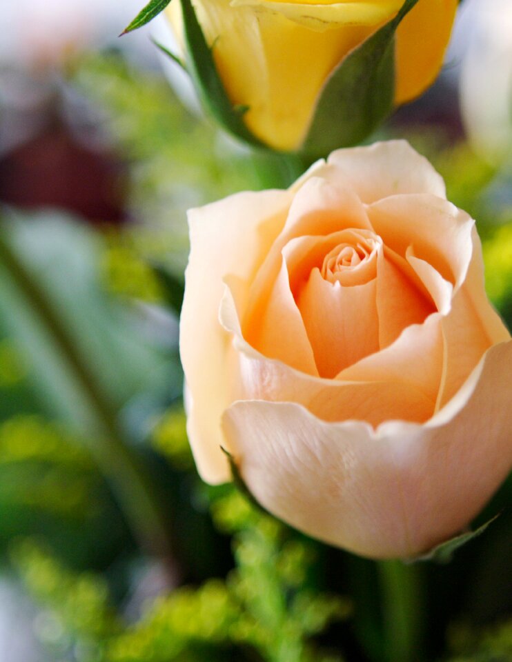 Bud floral love