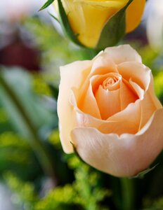 Bud floral love