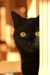 Cat mieze british photo