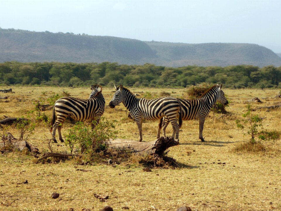 Wild animal safari animal