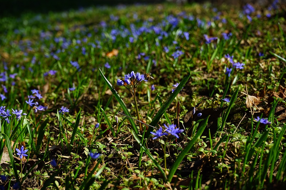 Bloom flower blue