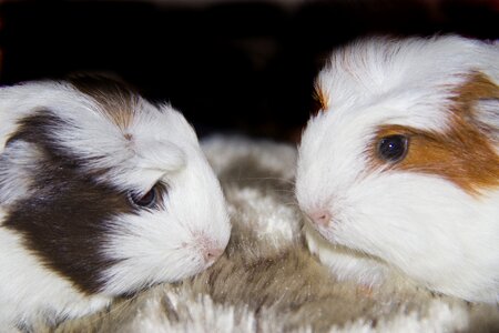 Furry cute guinea photo