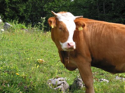 Cows agriculture kuhschnauze photo