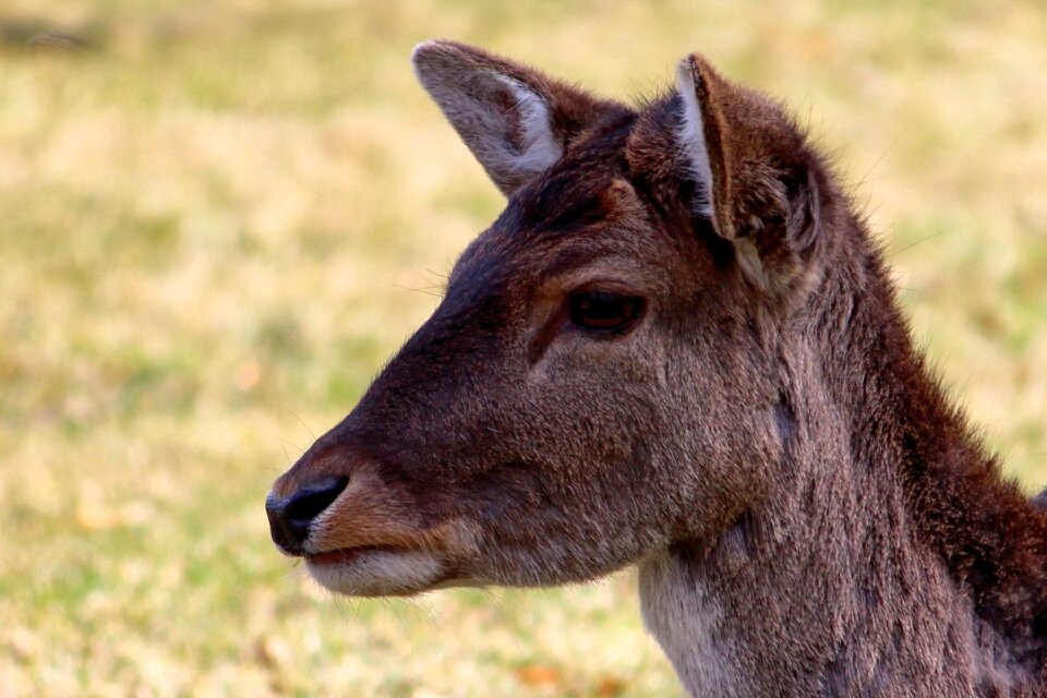 Nature mammal meadow