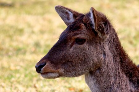 Nature mammal meadow photo