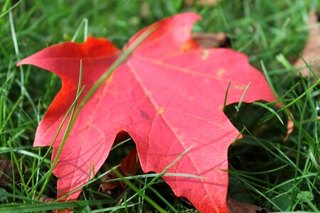 Fall leaves nature leaves photo