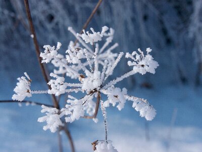 Plant ice flowers eiskristalle photo