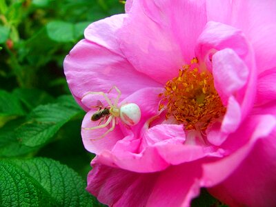 Fly insect prey