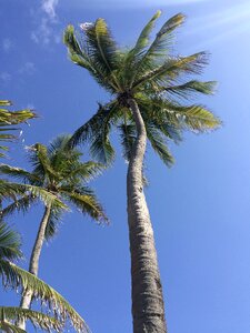 Palm vacation