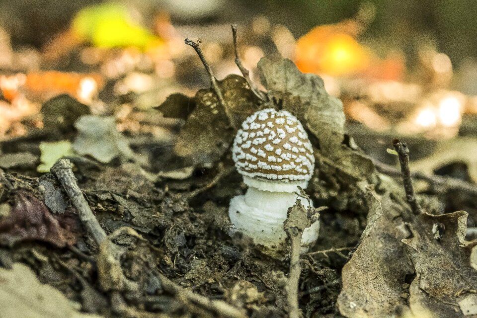 Toxic mushroom forest plants