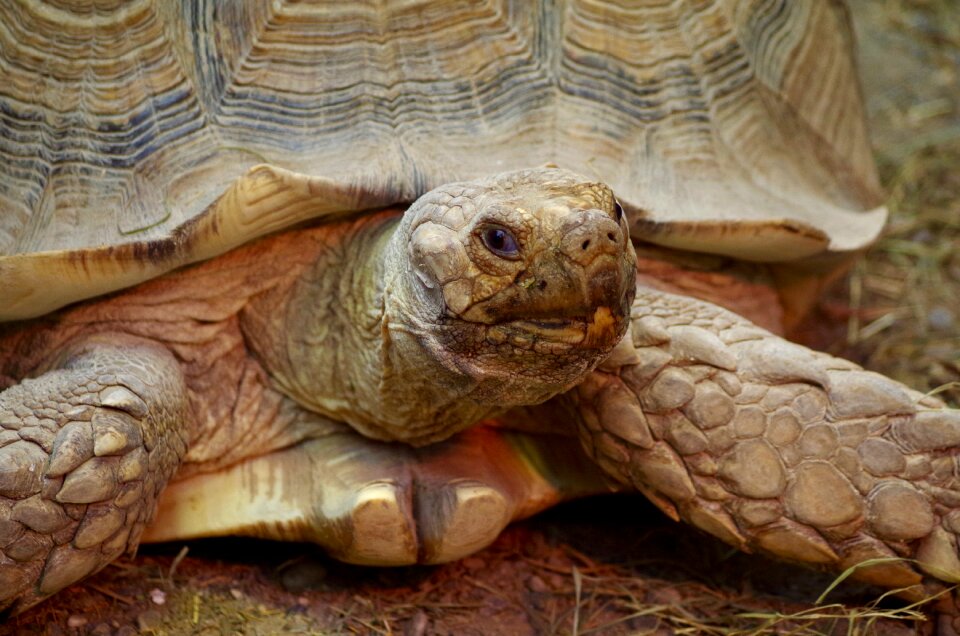 Zoo greek tortoise greek turtles