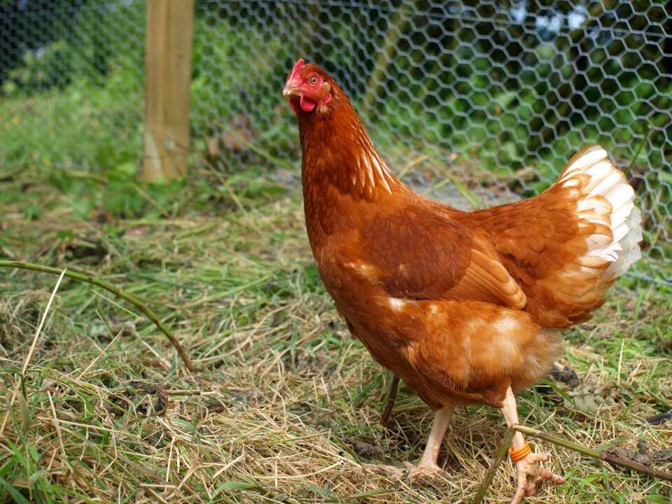 Domestic fowl brown