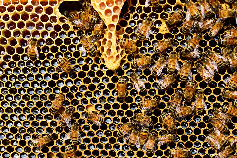 Honey bee buckfast bees apis mellifera