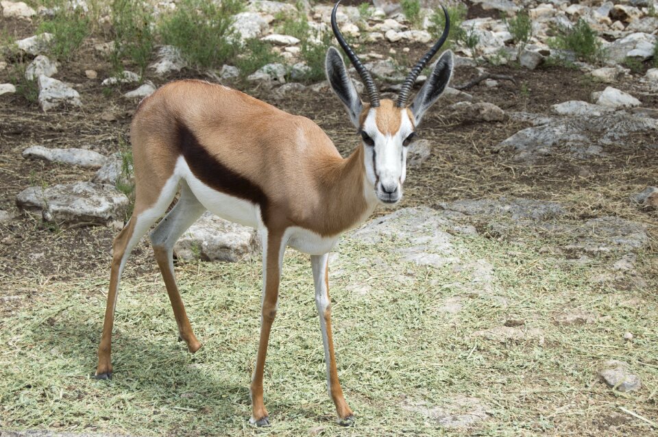 Wildlife animal nature
