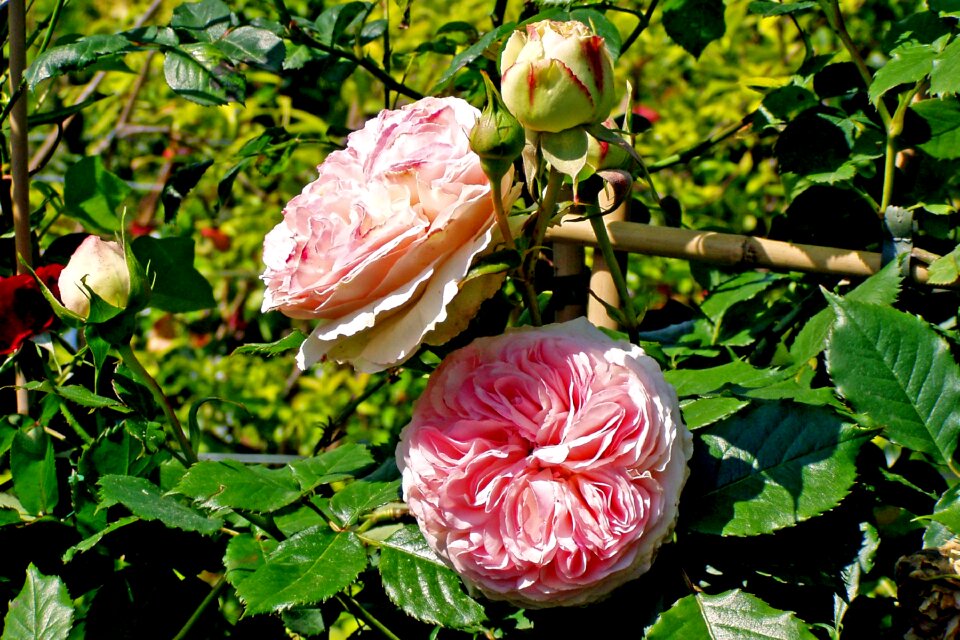 Ornamental plant pink flower garden