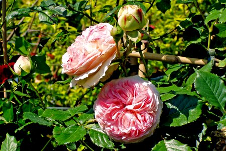 Ornamental plant pink flower garden