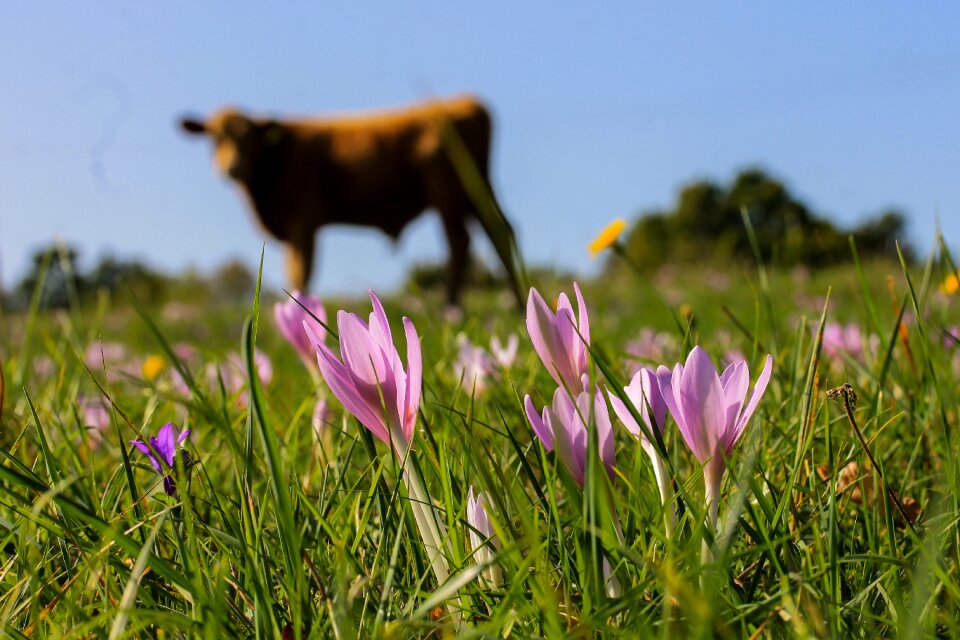 Cow animal nature