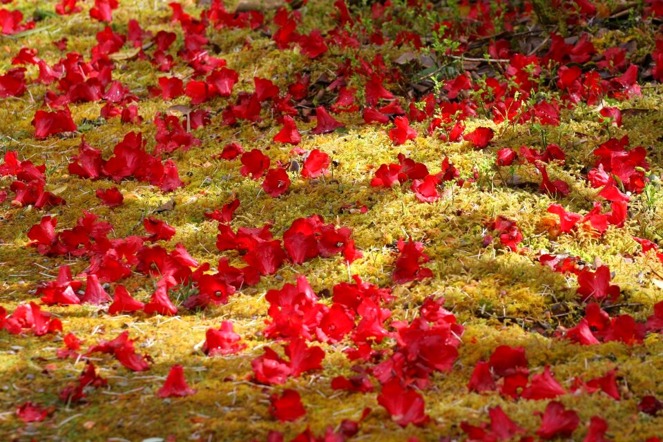 Spring nature garden