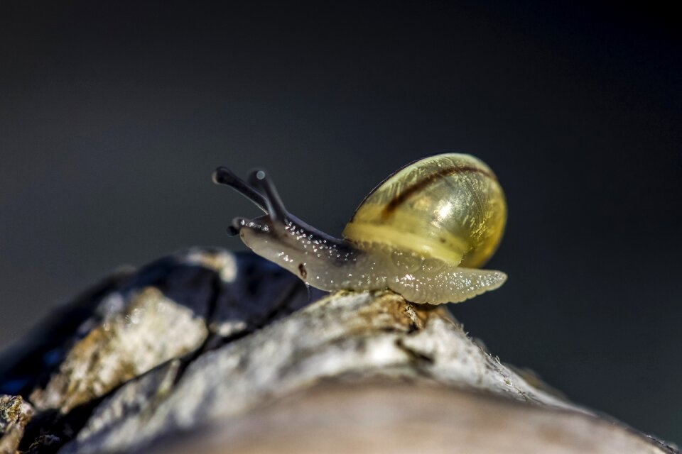 Molluscs inch slide