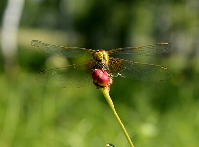 Closeup summer nature