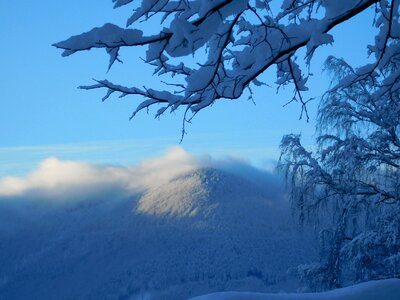 Mountain frost branches