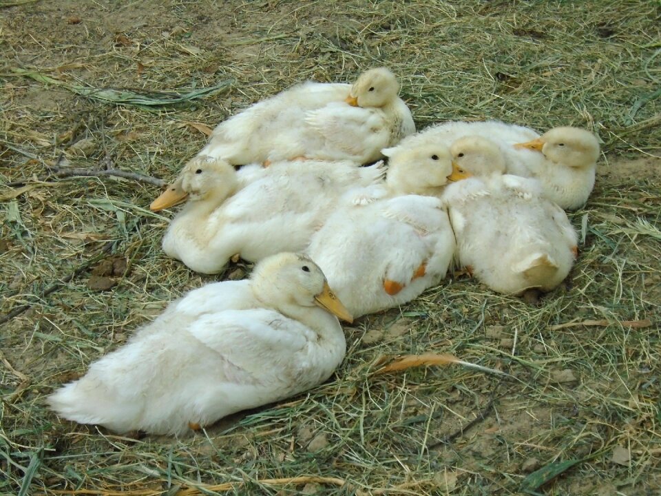 Pets poultry village