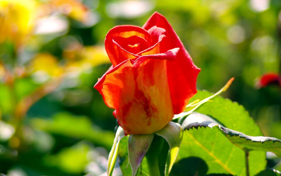 Ornamental plant pink flower garden