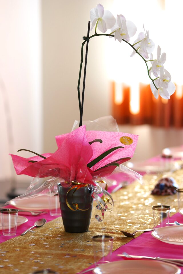 Orchid flower white