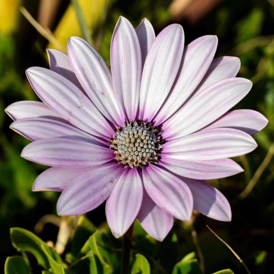 Plant flower nature