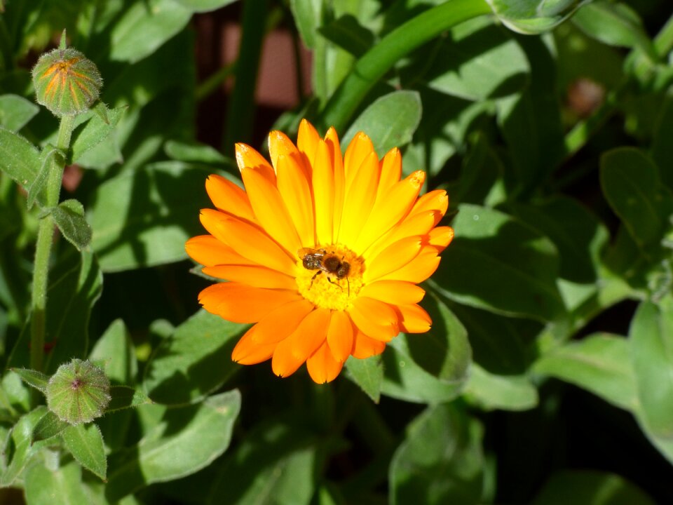 Spring insect yellow