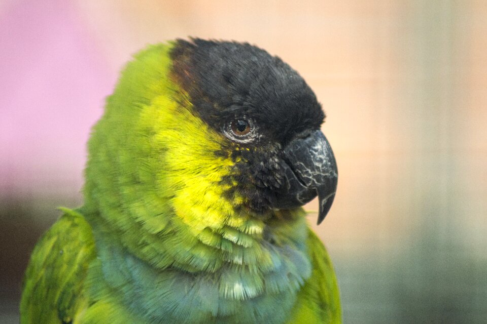 Animal tropical exotic